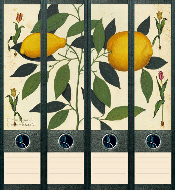 file art 4er-Ordnerrücken-Etiketten-Set &quot;Lemons&quot; für 7,5 und 8 cm Ordner