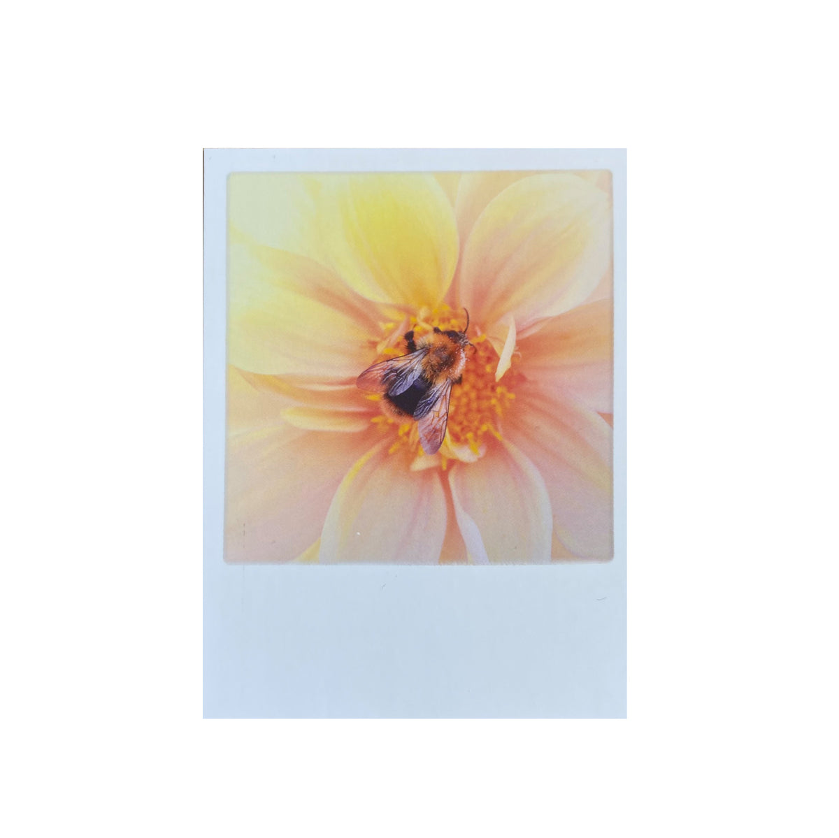 Mini-Postkarte &quot;Macro Bee&quot;