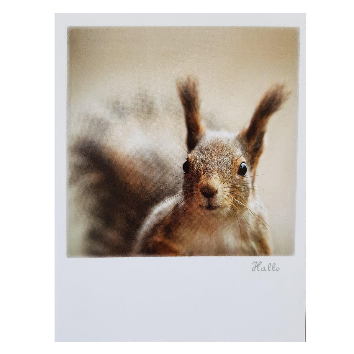 Postkarte &quot;Eichhörnchen&quot;