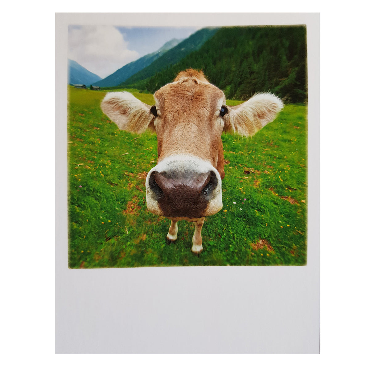 Postkarte &quot;Kuh&quot;