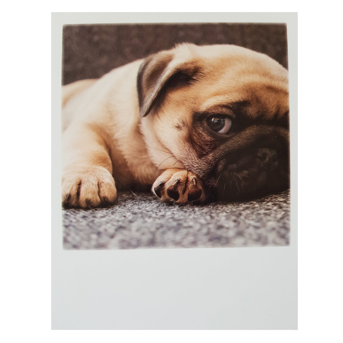 Postkarte &quot;Mops&quot;