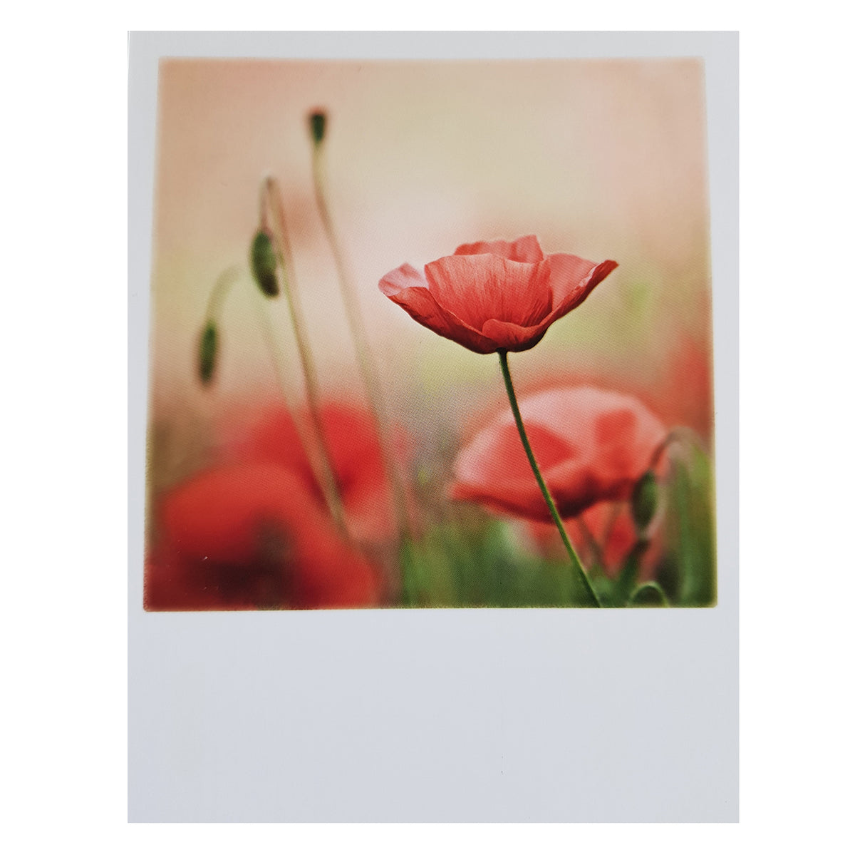 Postkarte &quot;Mohnblumen&quot;