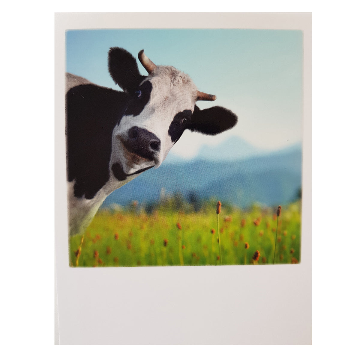 Postkarte &quot;Kuh&quot;