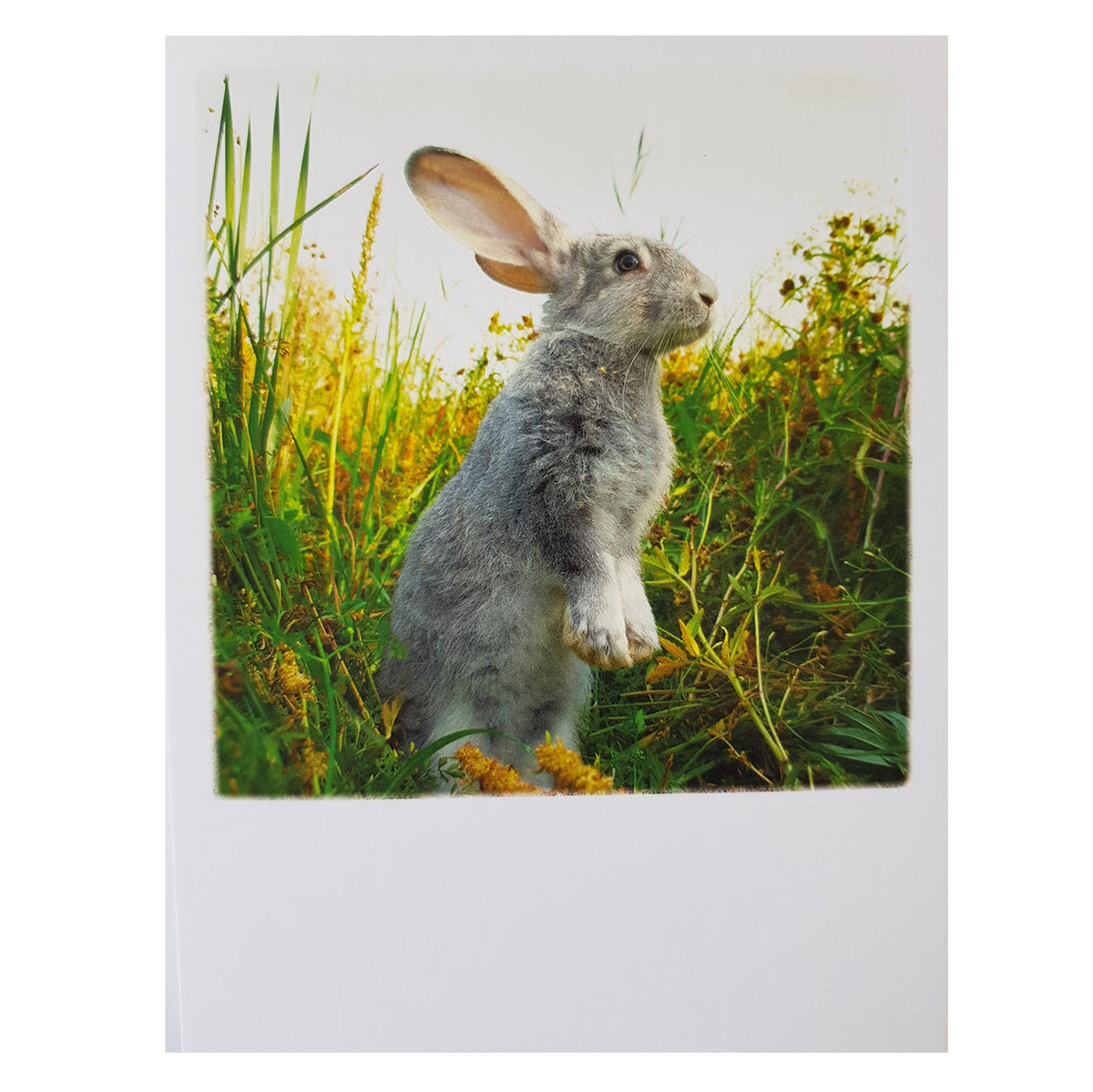 Postkarte &quot;Der Hase im Grase&quot;
