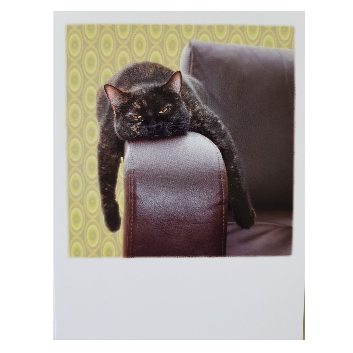 Postkarte &quot;Hangover cat&quot;