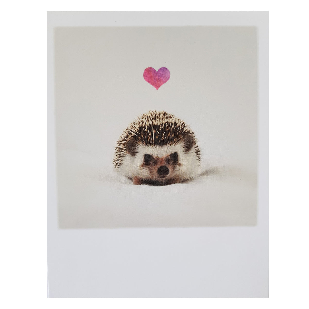 Postkarte &quot;Igelfreund&quot;