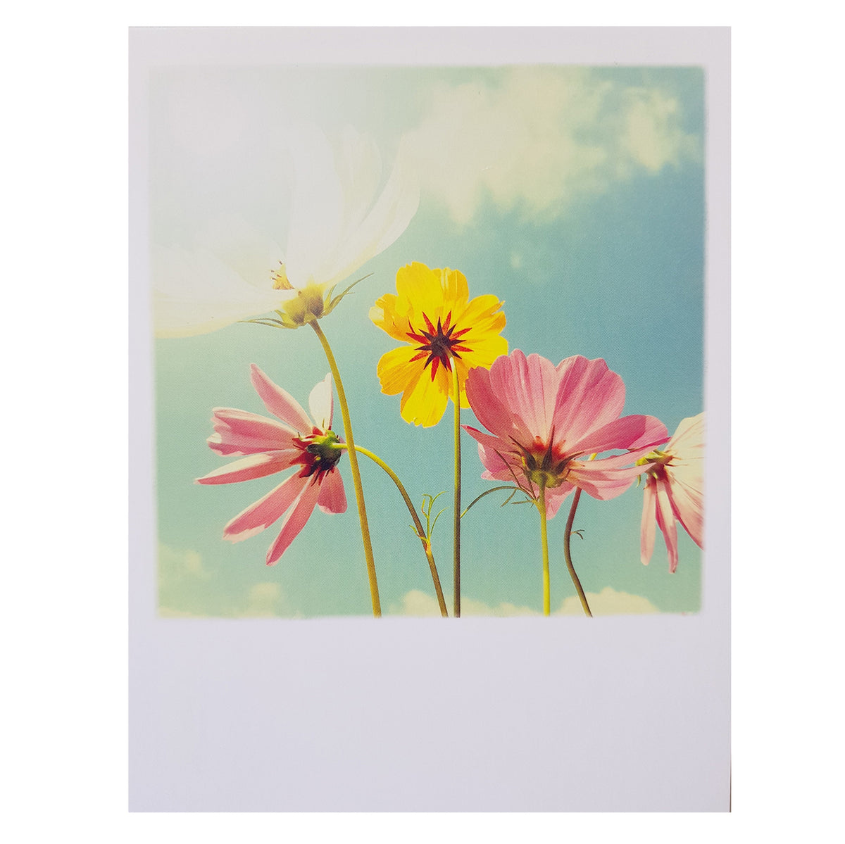 Postkarte &quot;Himmelsblumen&quot;