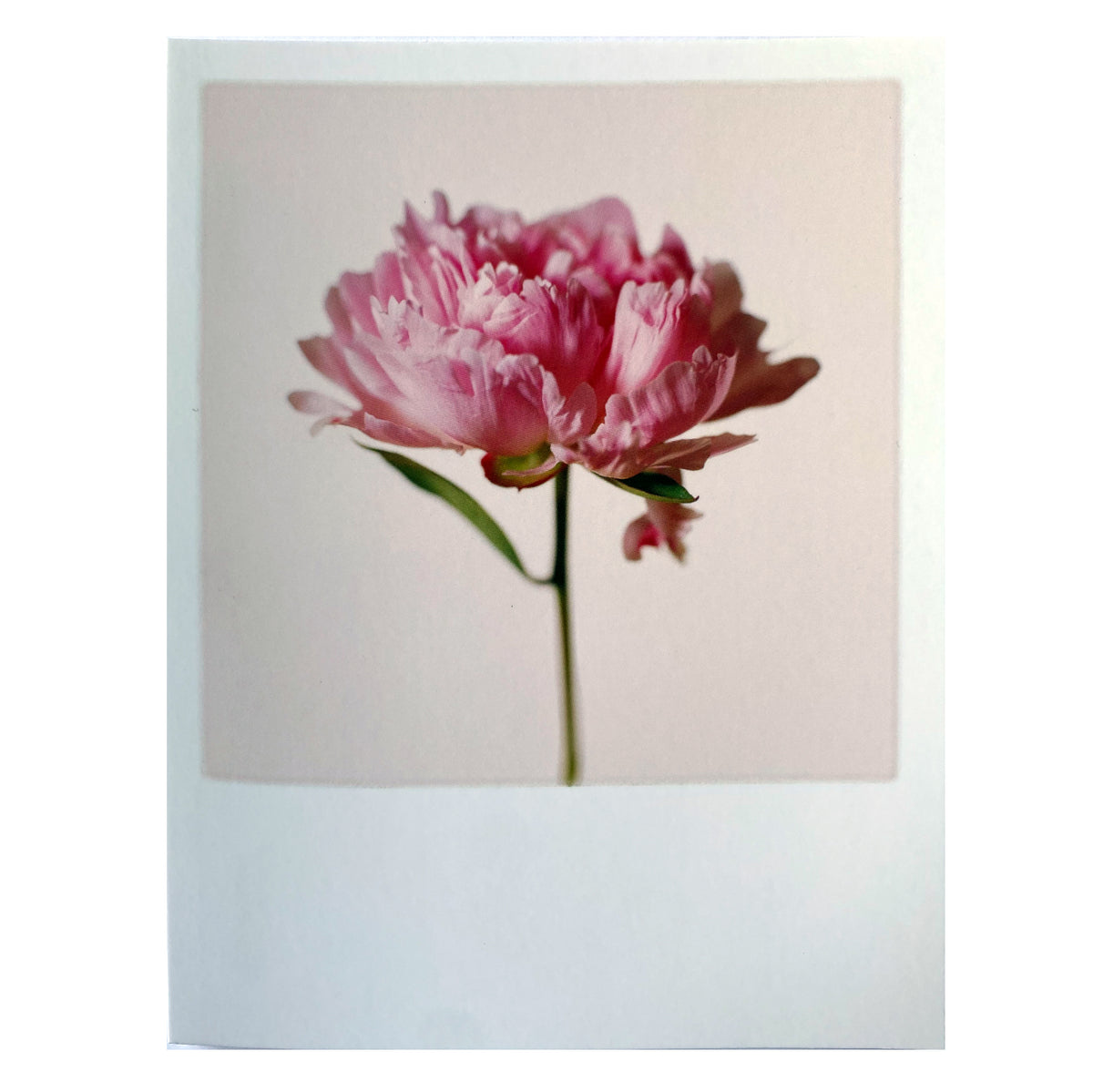 Postkarte &quot;Pfingstrose&quot;