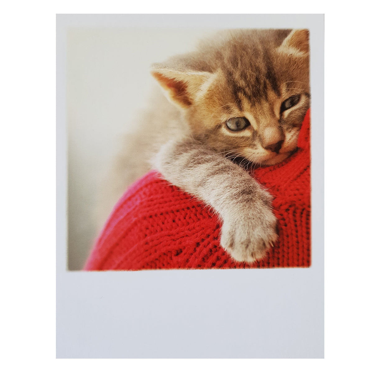 Postkarte &quot;Katzenumarmung&quot;