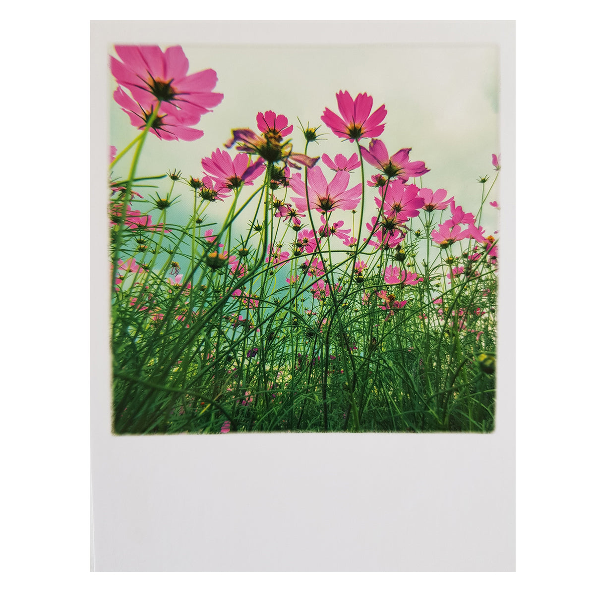 Postkarte &quot;Frühlingswiese&quot;