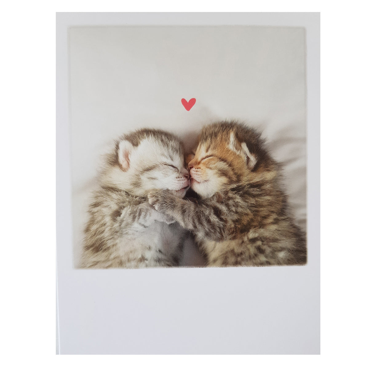 Postkarte &quot;Zwei Kätzchen&quot;