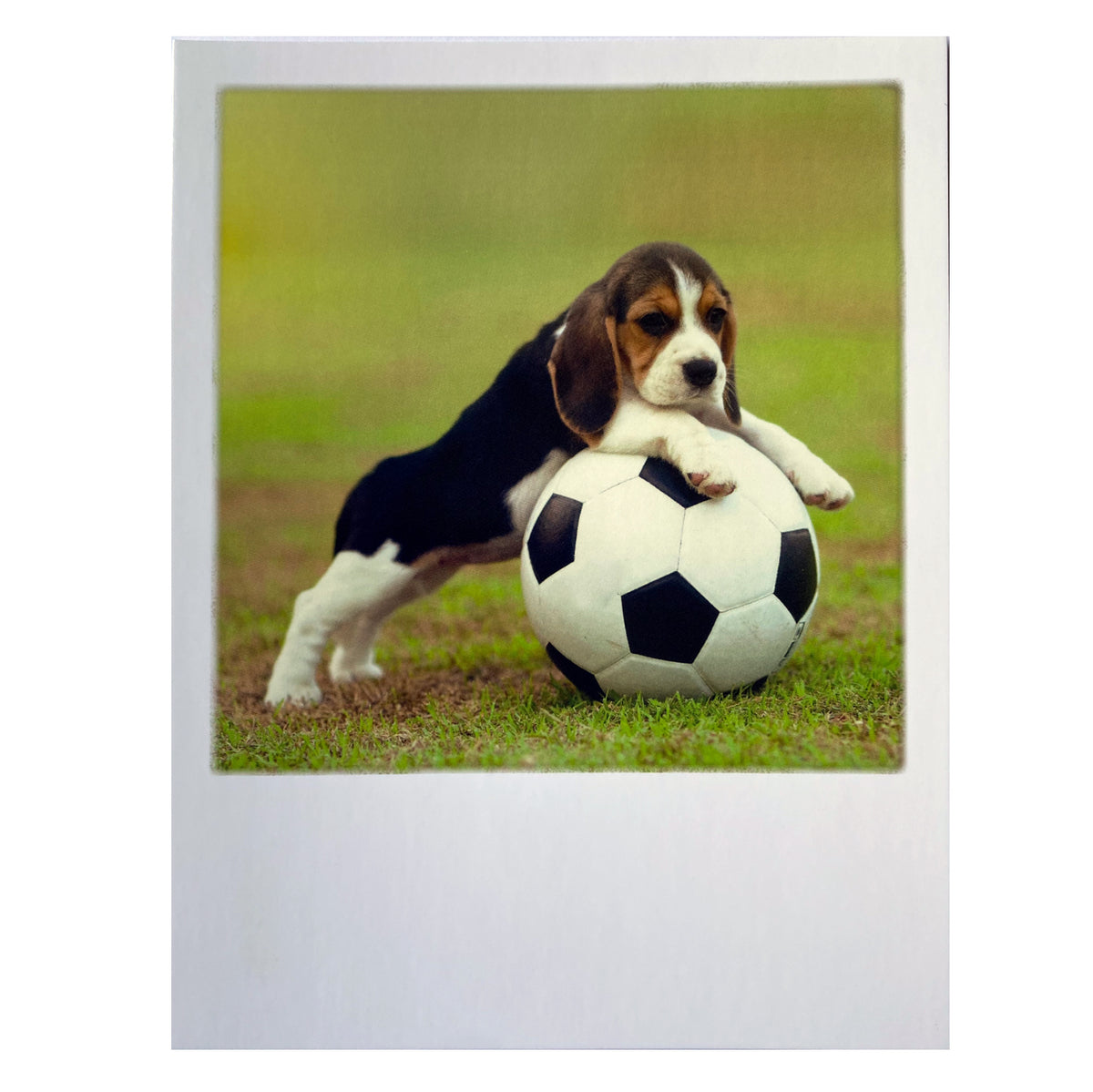 Postkarte  &quot;Doggie-Ball&quot;