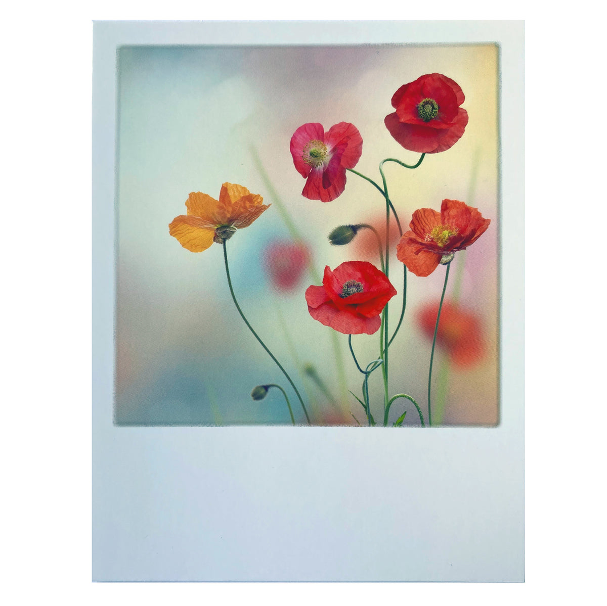 Postkarte  &quot;Mohn&quot;