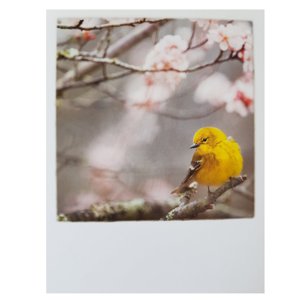 Postkarte &quot;Gelber Vogel&quot;
