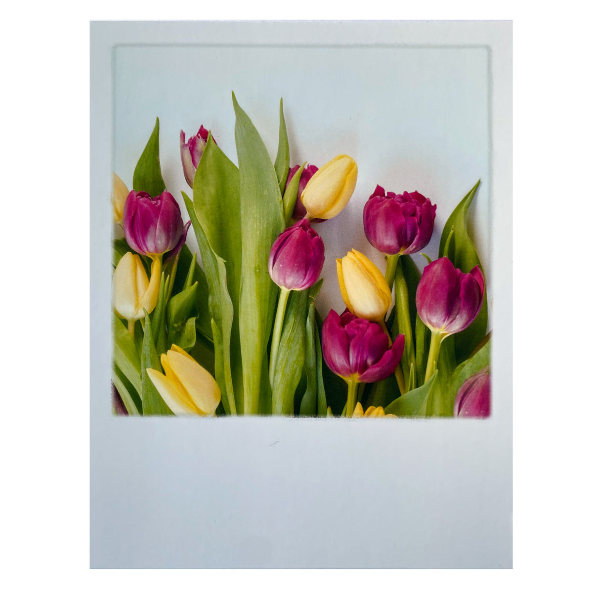 Postkarte  &quot;Tulpen bunt&quot;