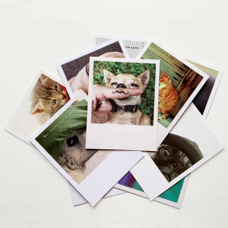 Postkarten-Überraschungsset &quot;Hund &amp; Katz&quot; – 10 Karten