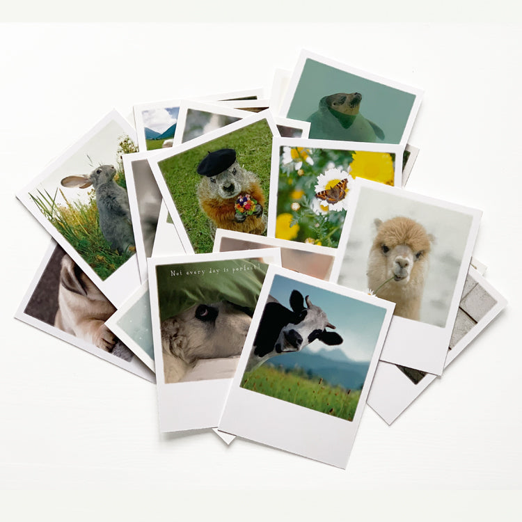 Postkarten-Überraschungsset &quot;Tiere&quot; – 20 Karten
