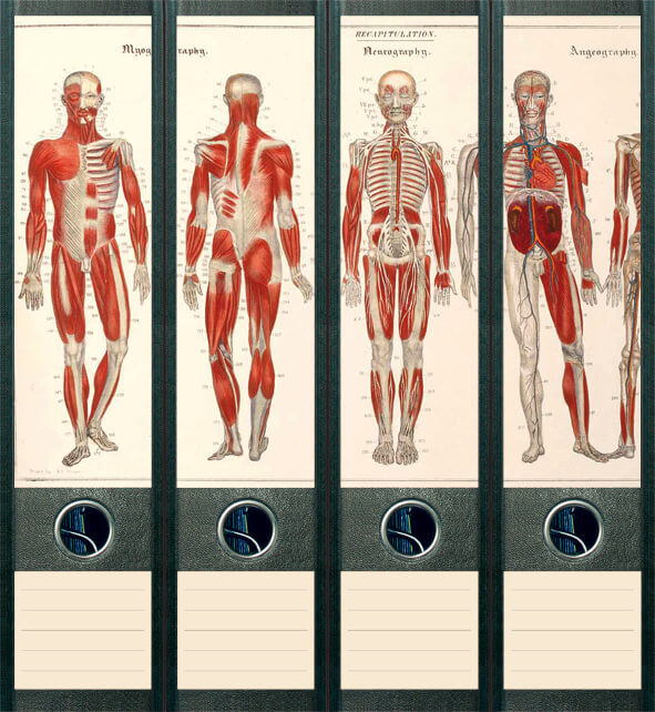 file art 4er-Ordnerrücken-Etiketten-Set &quot;Anatomie&quot; für 7,5 und 8 cm Ordner
